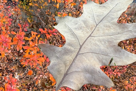 Fall Exterior Cleaning Tips for Everett Homes: How to Prepare for Winter